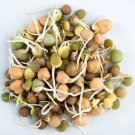 Bean Organic Sprouting Mix Very Easy To Grow Healthy Nutritious 60 Grams Seeds Fresh Garden