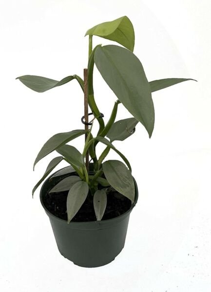 Hastatum Sword Rares Philodendron Silver Tropical Feel Indoors Live Plant 4" Pot Fresh Garden
