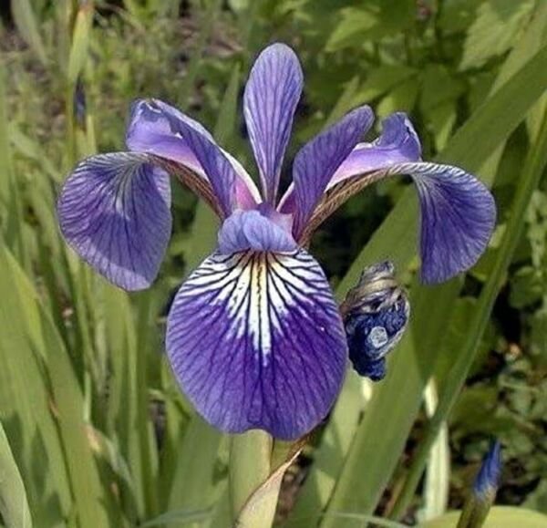 Versicolors Blue Harlequins Aquatics Iris Flag Suitable Small Pools 10 Seeds Fresh Garden