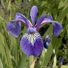 Versicolors Blue Harlequins Aquatics Iris Flag Suitable Small Pools 10 Seeds Fresh Garden