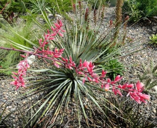 Hesperaloes Yuccas Red Tropical Tolerants Thats Has Long Slender Leaves 15 Seeds Fresh Garden