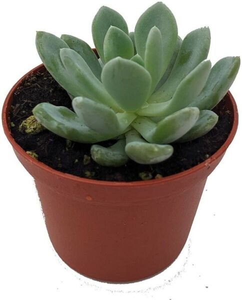 Echeveria Red Greys Rose Desert Easy Grow Succulent In Out Live Plant 2.5" Pot Fresh Garden
