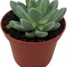 Echeveria Red Greys Rose Desert Easy Grow Succulent In Out Live Plant 2.5" Pot Fresh Garden