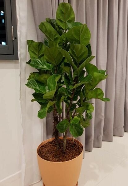 Ficus Dwarf Bambino Fiddleleaf Tree Fig Great Very Easy Indoor Live Plant 4" Pot Fresh Garden
