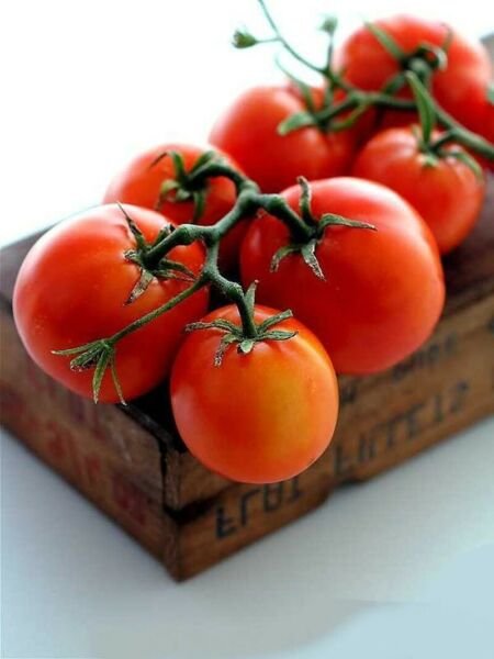 Beefsteak Tomato Bush Type One Of The Largest Cultivars Rainbow Of Color 35 Seed Fresh Garden