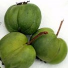 Actinidias Changs Hardy Kiwi Large Heart Shaped Fruit Live Plant 2.5" Pot Fresh Garden