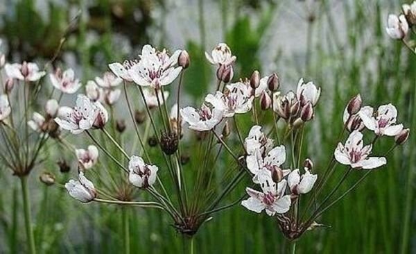 Butomus Rushs Aquatic Flowering Herbaceous Perennial Sharp Edges Leaves 20 Seeds Fresh Garden