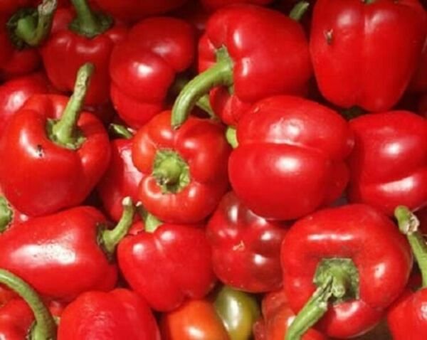 Miniature Peppers Baby Bells Red Rounded Squares Shapes With Four Lobes 20 Seeds Fresh Garden