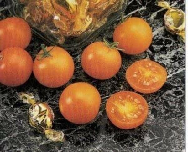 True Tomato Taste Sunsugar Cherry Golden Yellow Beauty Crack Resistance 10 Seeds Fresh Garden