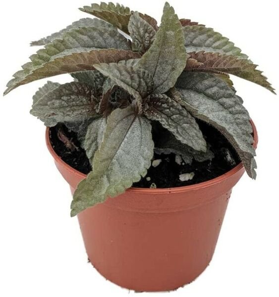 Pilea Clouds Friendships Silver Greats Terrarium Fairy House Live Plant 2.5" Pot Fresh Garden