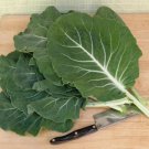 Beira Leaf Grow Regular Kales Gallena Wavys Green Leaves Fleshy Midribs 20 Seeds Fresh Garden