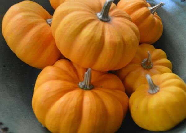Pumpkin Be Little Jack Very Edible Versatiles In Their Uses Cooking 15 Seeds Fresh Garden