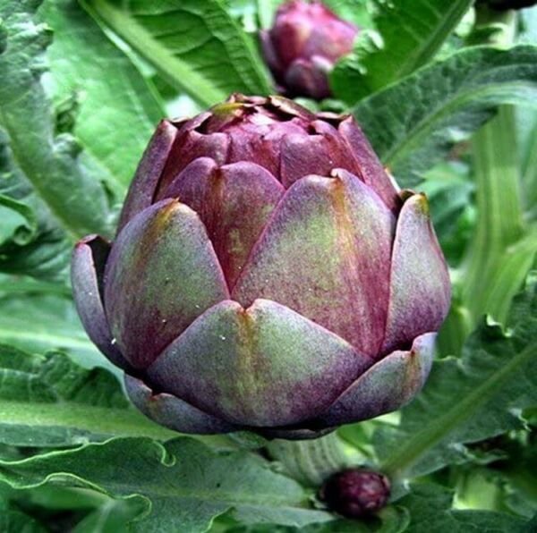 Artichoke Red Rare Concertos Delicious Veggies Conical Colored Stunning 10 Seeds Fresh Garden
