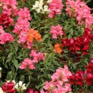 Snapdragon Carpet Magic Blend Dwarf Variety In Cheery Shades Of Red 350 Mg Seeds Fresh Garden