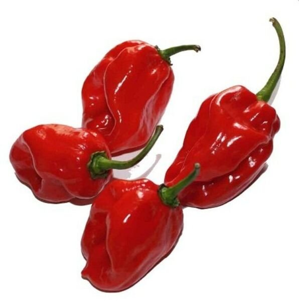 Peppers Habaneros Red Extremely Hot Flavor Bright With Fruity Overtones 15 Seeds Fresh Garden