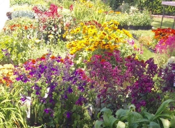 Flower Haven Vivids Colorfuls Mix Eighteen Varieties Hummingbird 3.5 Grams Seeds Fresh Garden
