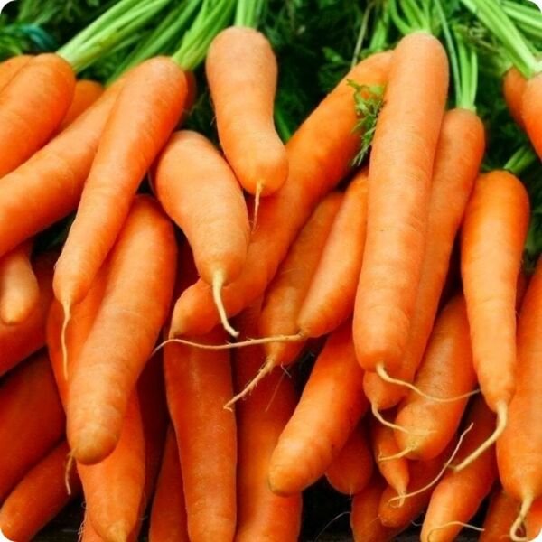Carrots Finger Babys Certifield Organics Heirloom Certified Organic 1 Gram Seeds Fresh Garden