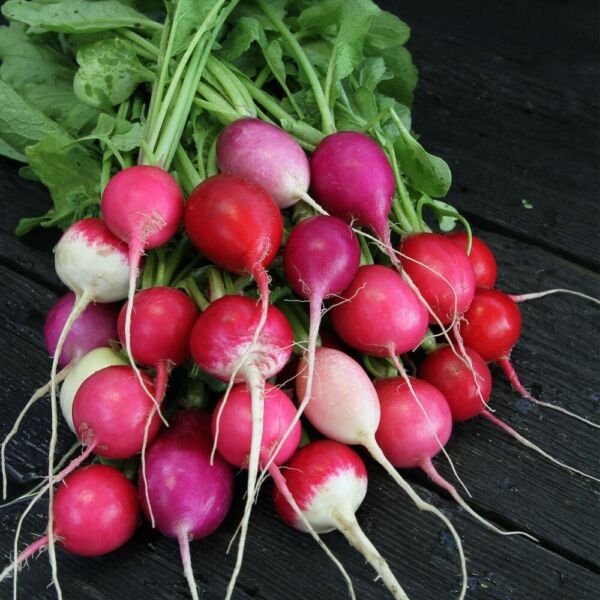 Radish Egg Easters Blend Is A Mix Of Multicolors Very Easy To Grow 4 Grams Seeds Fresh Garden