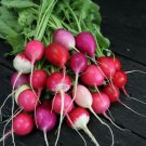 Radish Egg Easters Blend Is A Mix Of Multicolors Very Easy To Grow 4 Grams Seeds Fresh Garden