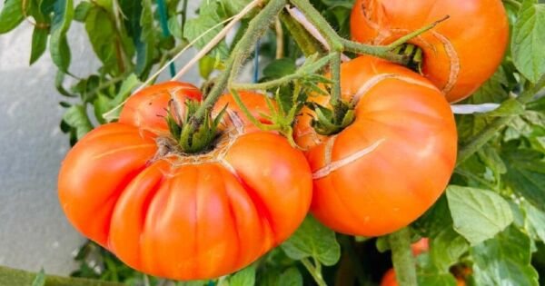 Tomato Poles Pineapple Botanical Interests Large Beefsteaks Type Fruits 30 Seeds Fresh Garden