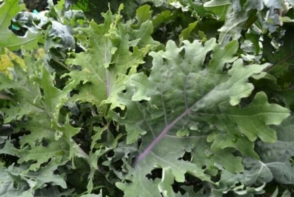 Babys Red Organic Kale Winters Heirlooms Nutritious Greens Indoors 6 Grams Seeds Fresh Garden