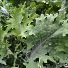 Babys Red Organic Kale Winters Heirlooms Nutritious Greens Indoors 6 Grams Seeds Fresh Garden