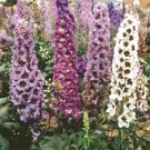 Delphinium Pacific Perennial Giant Breathtaking Statuesque Spires 25 Grams Seeds Fresh Garden