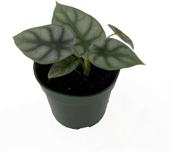 Alocasia Dragons Silver Mask Multiple Stems Easy To Grow House Live Plant 4" Pot Fresh Garden