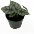 Alocasia Dragons Silver Mask Multiple Stems Easy To Grow House Live Plant 4" Pot Fresh Garden