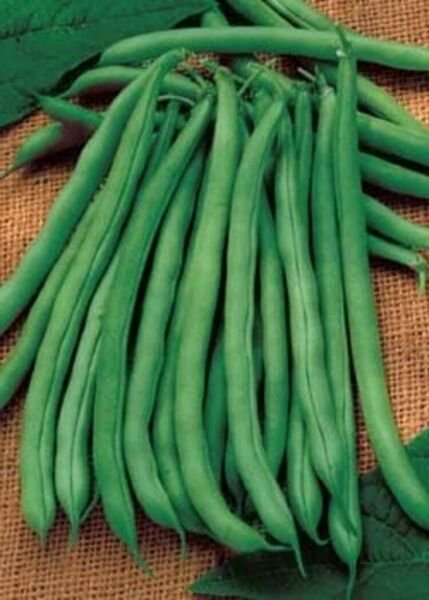 Bean Lake Blue Bush Heavy Yields Dark Green Pod Hardier Than Pole 26 Grams Seeds Fresh Garden