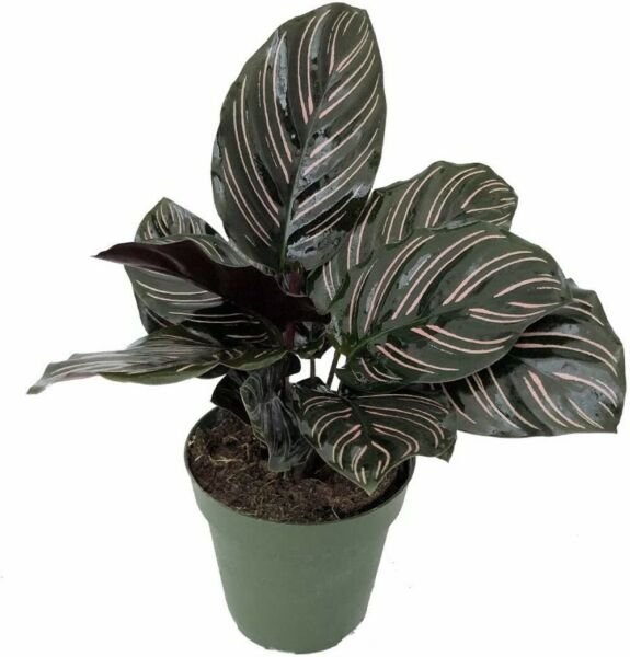 Calathea Pin Prayer Stripe Ornata Extremely Easy Grow Indoor Live Plant 2.5" Pot Fresh Garden