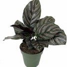 Calathea Pin Prayer Stripe Ornata Extremely Easy Grow Indoor Live Plant 2.5" Pot Fresh Garden