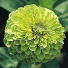 Zinnia Envy Annual Green Heat Loving Plants Supply Endless Beauty 75 Grams Seeds Fresh Garden