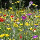 Custom Mix Save The Bees Assorted Annual Variety Of Colorful Blooms 4 Gram Seeds Fresh Garden