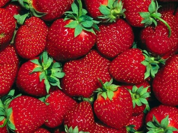 Strawberrys Everbearings ts Hardiest You Can Grow Laramies 10 Bare Root Plant Fresh Garden