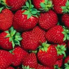 Strawberrys Everbearings ts Hardiest You Can Grow Laramies 10 Bare Root Plant Fresh Garden