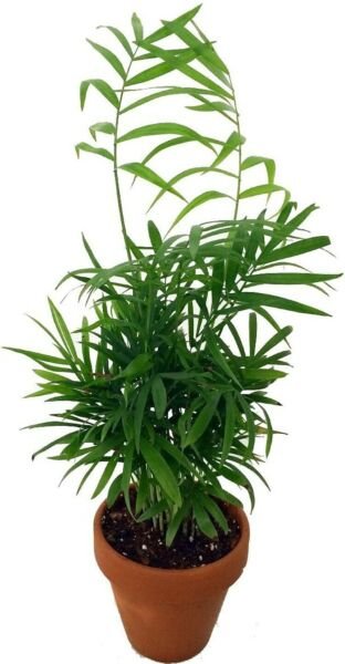 Chamaedoreas Victorians Palm Parlor Bella Neanthe Indoors Live Plant 4" Clay Pot Fresh Garden