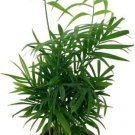 Chamaedoreas Victorians Palm Parlor Bella Neanthe Indoors Live Plant 4" Clay Pot Fresh Garden