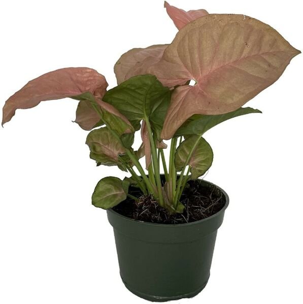 Syngonium Neon Arrowhead Pink Nepthytis Great And Easy Indoors Live Plant 4" Pot Fresh Garden
