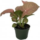 Syngonium Neon Arrowhead Pink Nepthytis Great And Easy Indoors Live Plant 4" Pot Fresh Garden