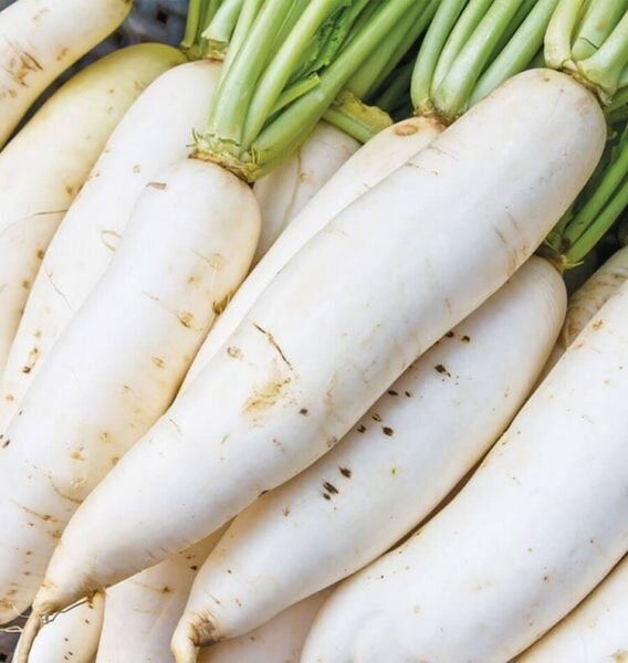 Radish Daikons Miyashiges White Beautiful Raphanus Sativus Organic 2 Grams Seeds Fresh Garden