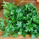 Parsleys Green Dark Organic Heirloom Biennials Grown As An Annual 1.5 Gram Seeds Fresh Garden
