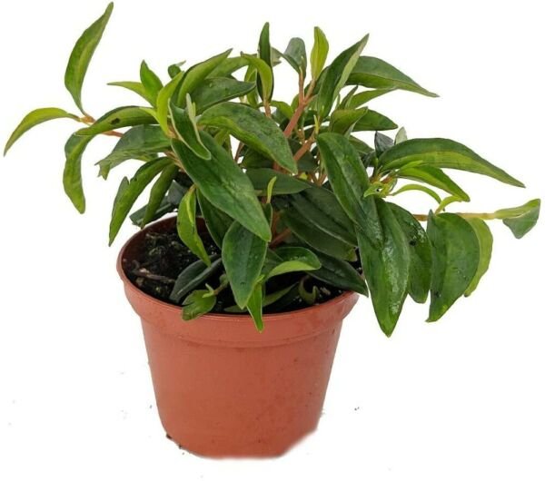 Peperomia Bush Canoe White Green Flower Easy To Grow House Live Plant 2.5" Pot Fresh Garden
