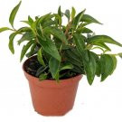 Peperomia Bush Canoe White Green Flower Easy To Grow House Live Plant 2.5" Pot Fresh Garden
