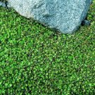 Fairy Tiny Leptinellas Tims Fern Terrarium Easy House Live Plant 2.5" Pot Fresh Garden