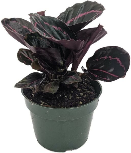 Roseopictas Rose Prayers Dottie Calatheas Painted Easy Indoors Live Plant 4" Pot Fresh Garden