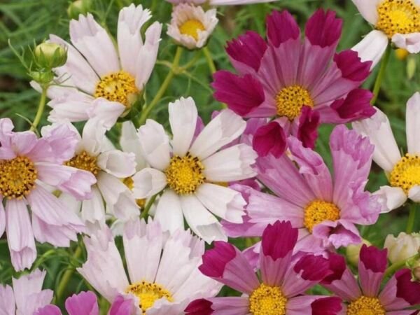 Cosmos Shells Blend Sea Annual Heirloom Cosmic Beauty Like No Other 500 Mg Seeds Fresh Garden