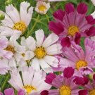 Cosmos Shells Blend Sea Annual Heirloom Cosmic Beauty Like No Other 500 Mg Seeds Fresh Garden