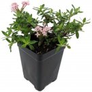 Calibrica Trumpet Miniature Putatoria Flower Pink Shades Out Live Plant 2.5" Pot Fresh Garden