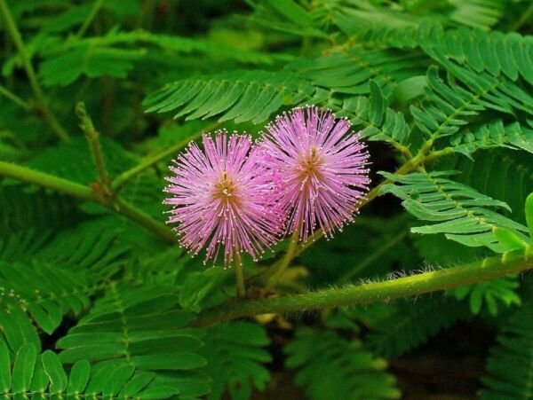 Tropical Sensitives Leaves Moves Indoors Snaps Leaves Shut When Touched 50 Seeds Fresh Garden